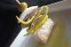 Pintxo Gilda Indurain